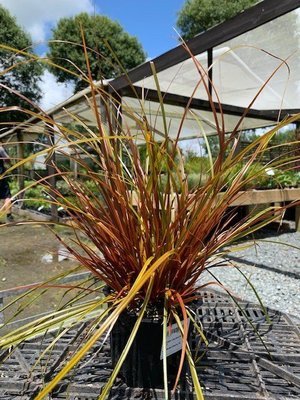 Uncinia uncinata rubra