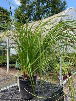 Carex lambertiana