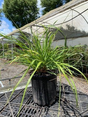 Chionochloa flavicans