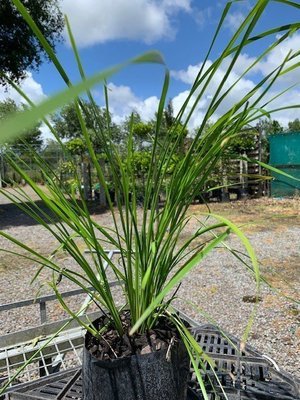 Lomandra longifolia  Tanika