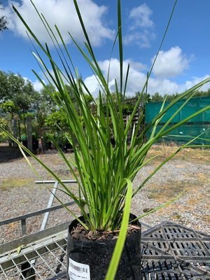 Lomandra Lime tuff