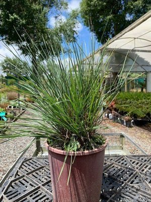 Lomandra confertifolia Frosty Tops