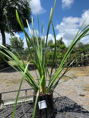 Lomandra hystrix Titan