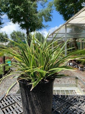 Carex morrowii Goldband