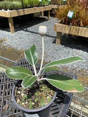 Pachystegia insignis - Marlborough Rock Daisy