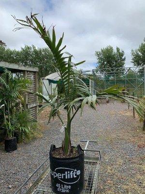 Archontophoenix alexandrae - King Palm