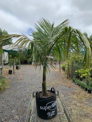 Archontophoenix cunninghamiana - Piccabeen or Bangalow Palm