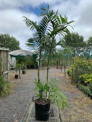 Chamaedorea costaricana - Costarican Bamboo Palm
