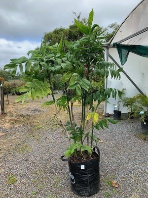 Chamaedorea microspadix - Hardy Bamboo Palm