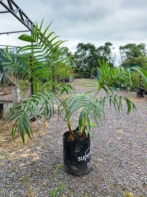 Dypsis baronii - Sugar cane Palm
