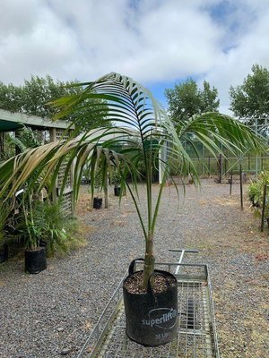 Howea fosteriana - Kentia Palm
