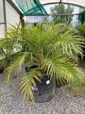 Phoenix roebellenii - Pygmy Date palm