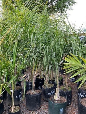 Syagrus romanzoffianum - Queen Palm