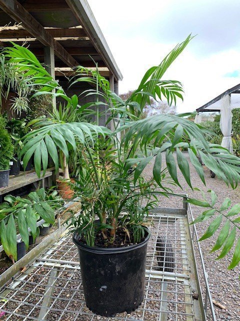Chamaedorea elegans - Parlor Palm