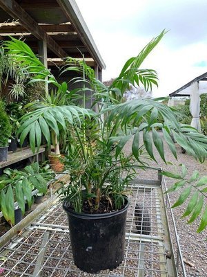 Chamaedorea elegans - Parlor Palm