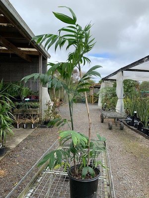 Chamaedorea seifrizii