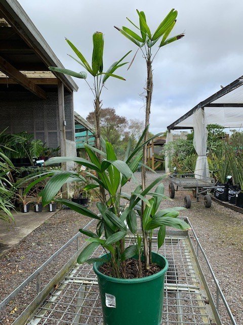 Rhapis excelsa - Broadleaf Lady Palm