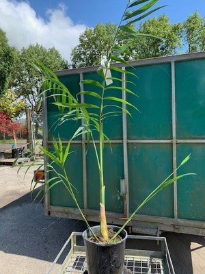 Chamaedorea hooperiana - Maya Palm