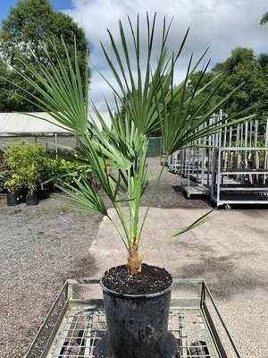 Chamaerops humilis var Volcano - Dwarf Mediterranean Fan Palm