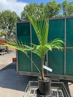 Rhopalostylis baueri var kermadecensis - Kermadec Is Nikau