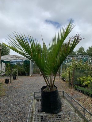 Rhopalostylis sapida - NZ Nikau