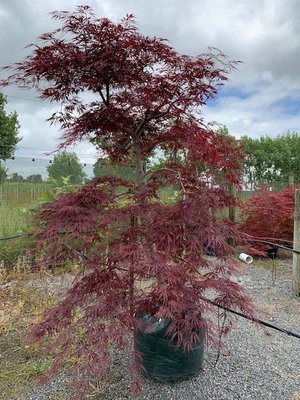 Acer  dissectum Tamukeyana