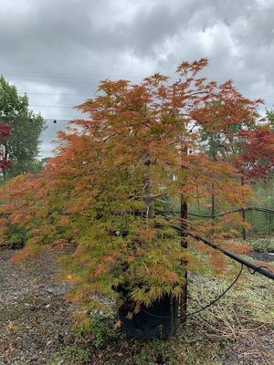 Acer palmatifidum