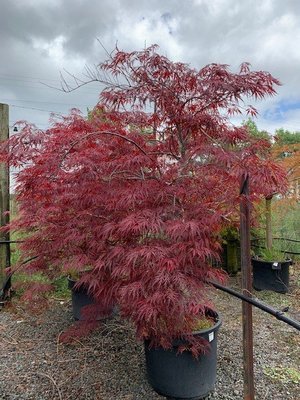 Acer palmatum Lace Lady
