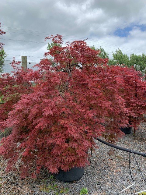 Acer palmatum Orangeola