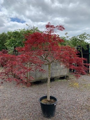 Acer dissectum Crimson Princess