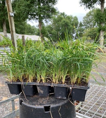 Ophiopogon japonicus - Mondo Grass