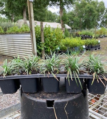 Ophiopogon japonicus nana - Dwarf Mondo Grass