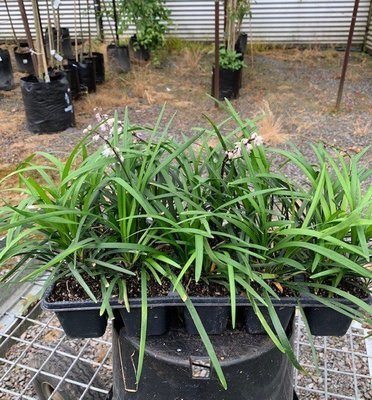 Ophiopogon planiscarpus - Broad leaf Mondo Grass.