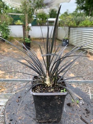Ophiopogon japonicus 'Hosoba Kokuryu'