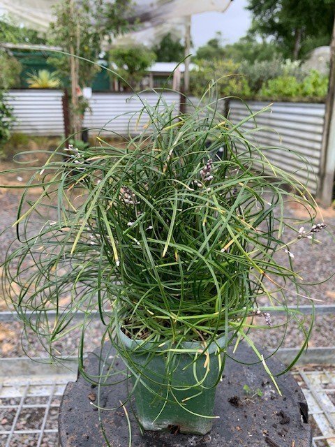 Ophiopogon umbraticola 'Chingii' - Curly Mondo Grass