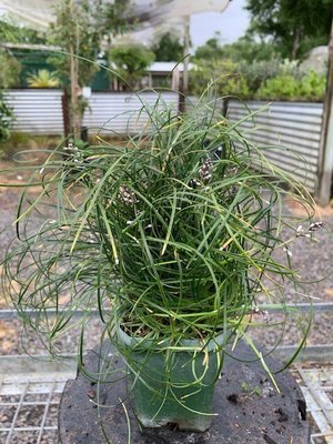 Ophiopogon umbraticola 'Chingii' - Curly Mondo Grass