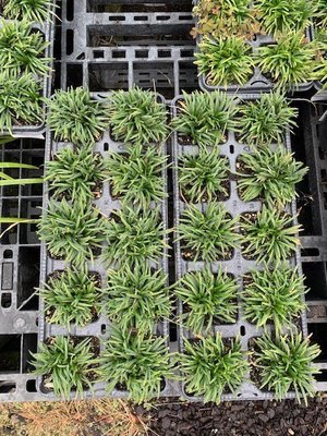 Ophiopogon japonicus 'Kyoto' - Super Dwarf Mondo Grass