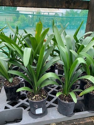 Clivia Belgium Hybrid Red