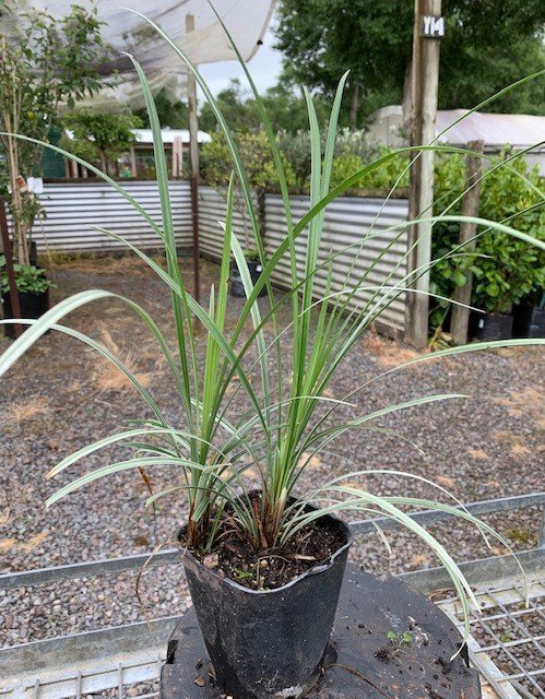 Liriope spicata 'Silver Dragon'