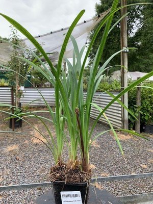Liriope muscari 'Samantha'