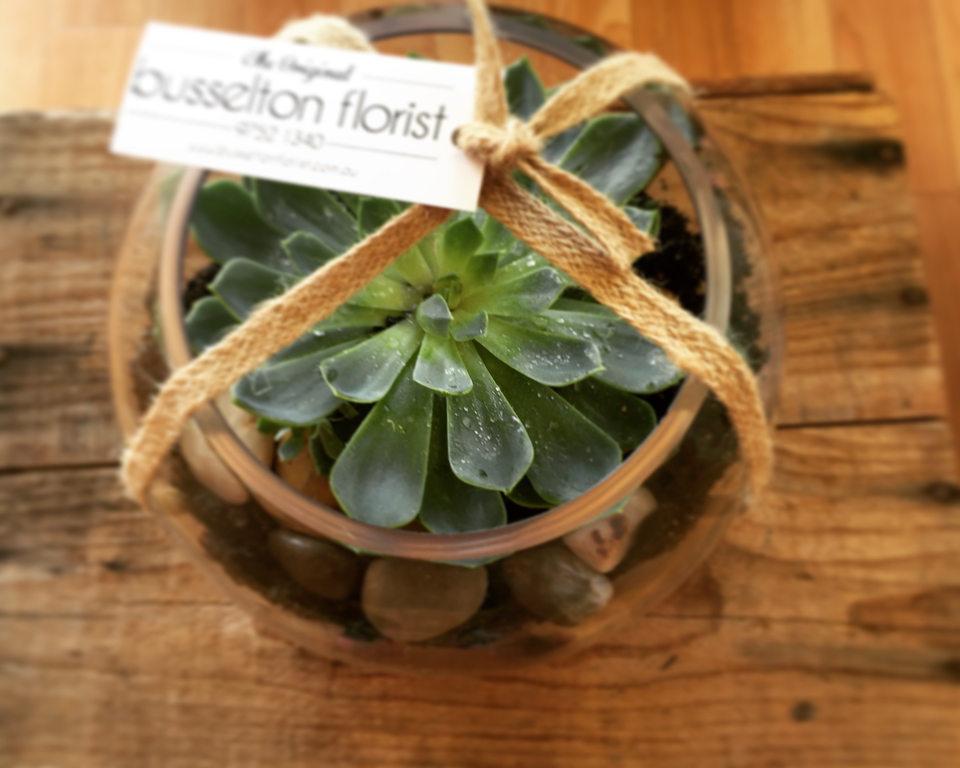 Succulent Plants 00044