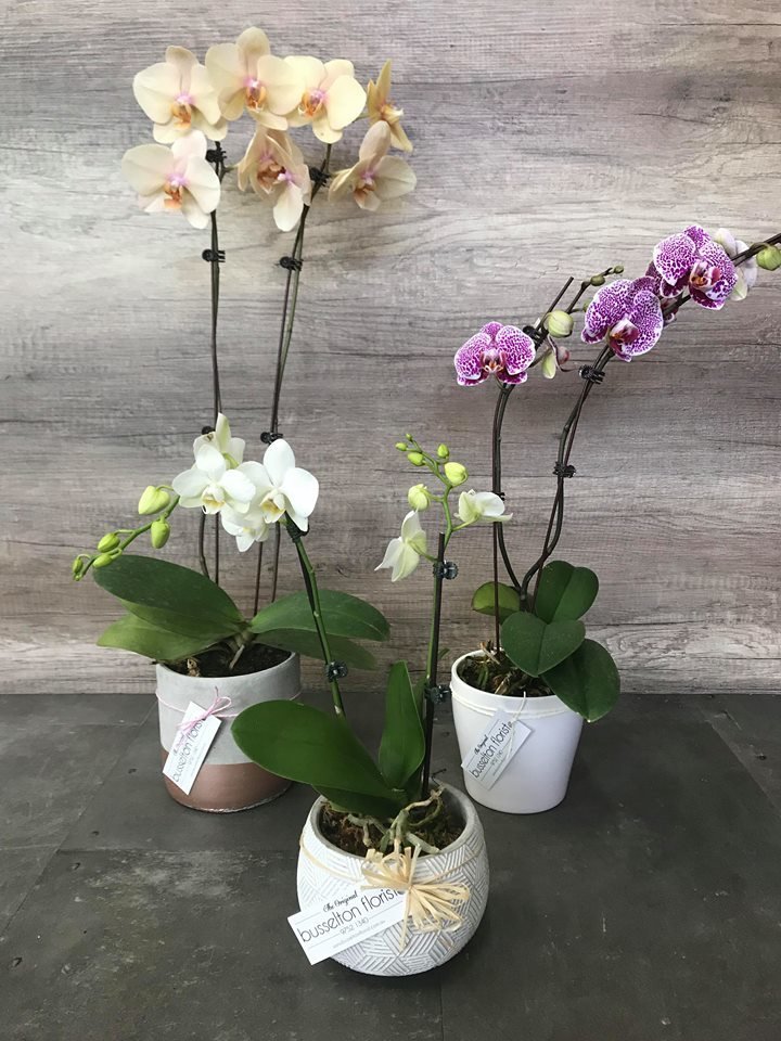 Orchid Plants 00045