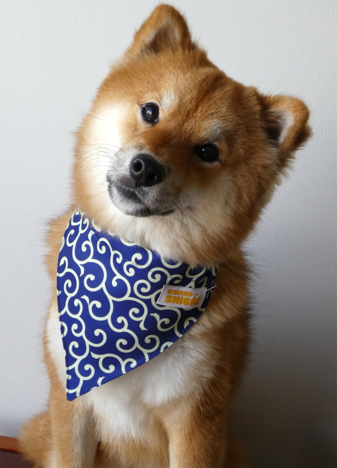 Kawaii Shiba Co Blue Karakusa Japanese Shiba Inu Dog Bandana With Adjustable Collar