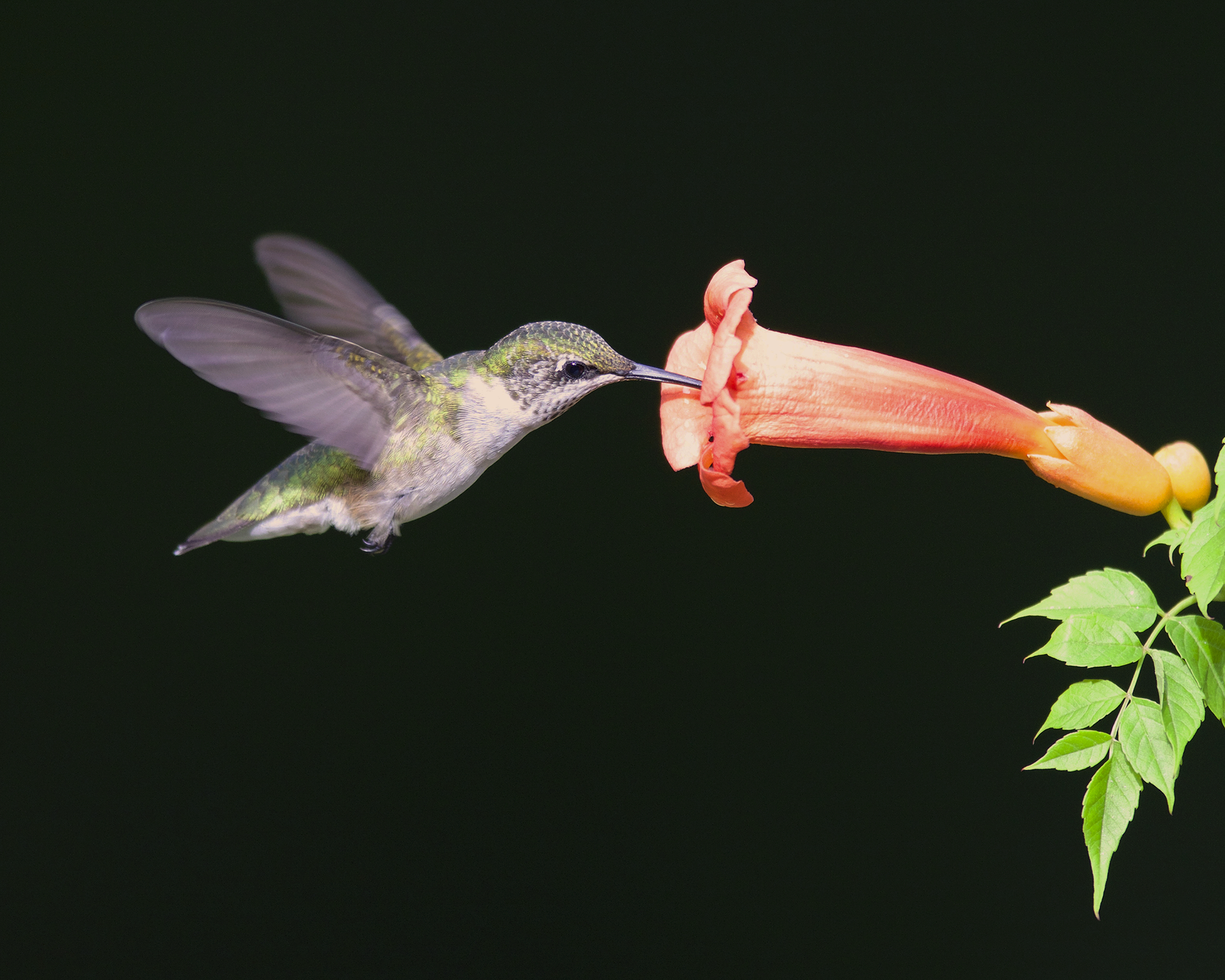 Ruby-throated hummingbird canvas print 00002