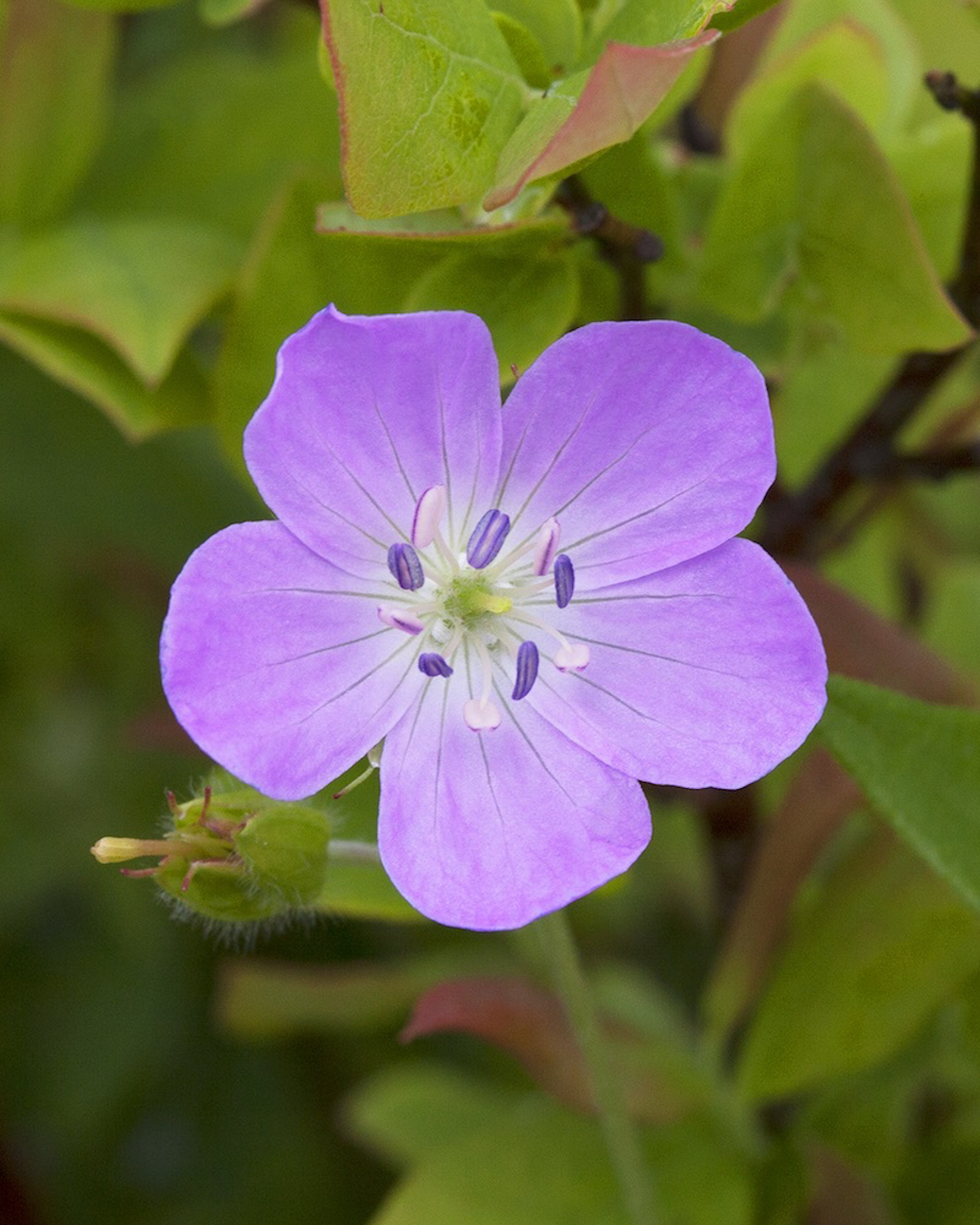 Wild geranium canvas print 00007