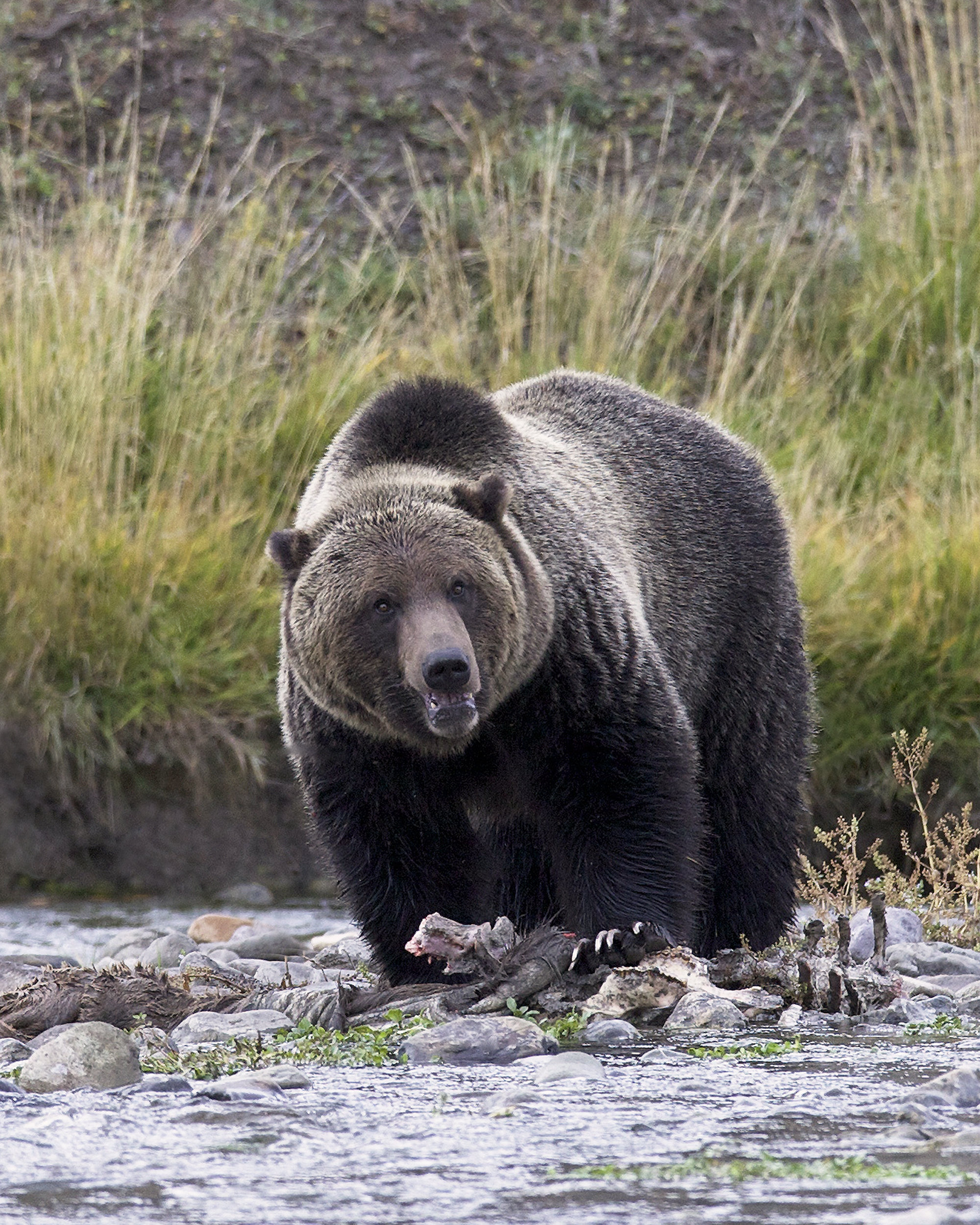 Grizzly in Stream canvas print 18-005