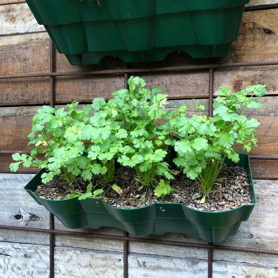 Vertical Wall Garden Planter