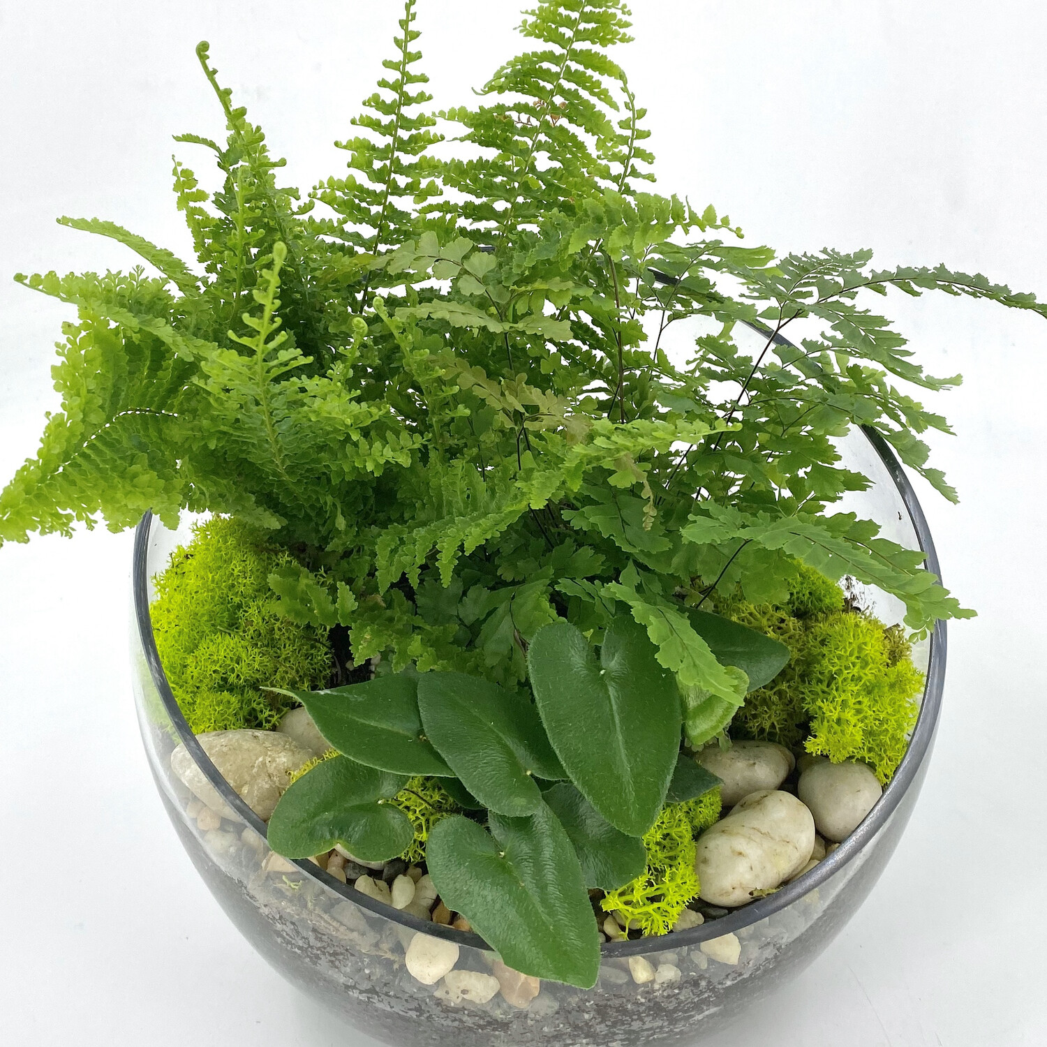 FERN TERRARIUM