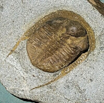 Trilobites