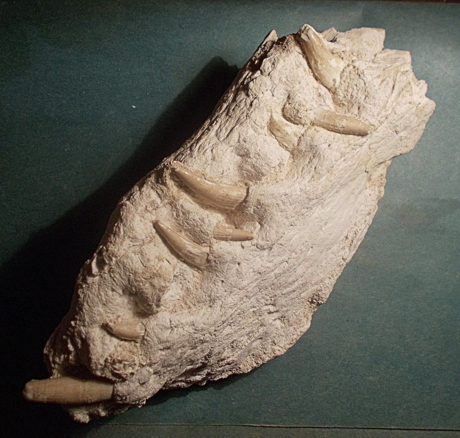 Fine Dryosaurus phosphaticus crocodile snout with upper and lower jaw ...